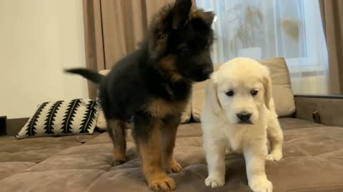 German Shepherd Puppy Meets Golden Retriever Puppy meets golden retriever puppy for the frist time