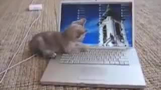 Funny Cute Kitten Plays With MacBook