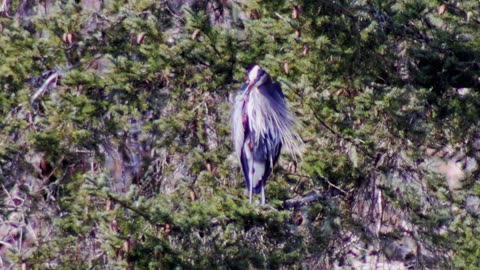 Great Blue Heron