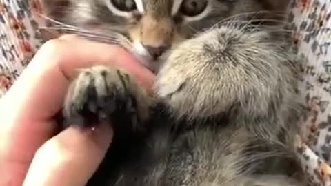 Sweetest Kitten; Sleepy Kitten Yawning