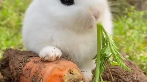 Little white rabbit who loves carrots