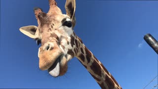 Giraffe Picks Nose with Tongue