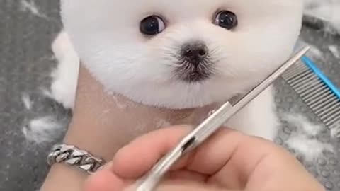 Cute Pomeranian Puppy Bath and Haircut #