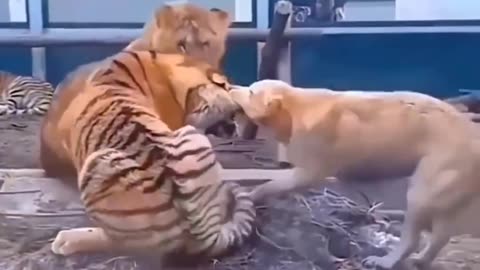 Mom's love is same to everyone ❣️ Dog mom is feeding little tigers