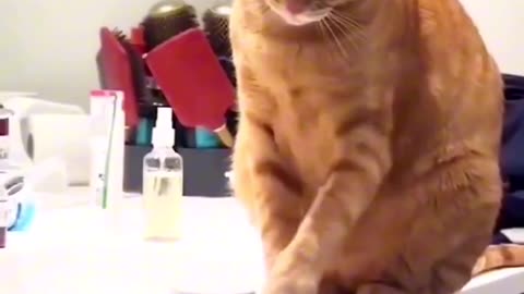 Funny cat| best funny video| funny animals video| Funny cat video