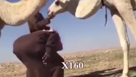 Camel kick