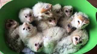 Baby owls rescued after deforestation of their home
