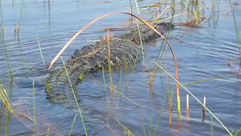 Aligator in our pond at Venus Ranch in Venus, Florida