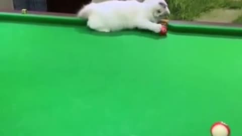 Gato jogador de sinuca