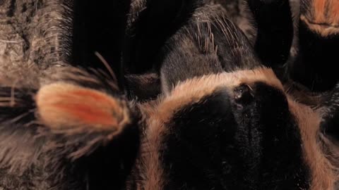 Amazing black and orange tarantula walking