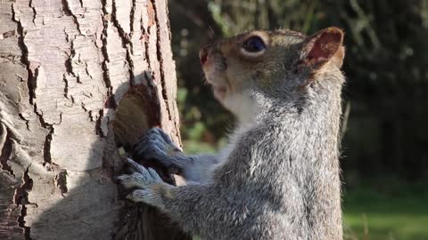 How Squirrel Eating From Tree Trunk ' Incredible '
