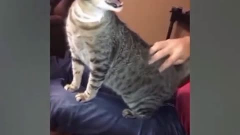 See how angry the cat is