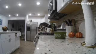 Husky sneaking onto table to eat treats