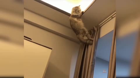 Hanging Cat