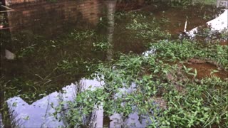 Flooding in our backyard