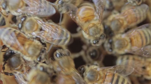 Lovely 🥰 honey 🍯 bee 🐝 videos