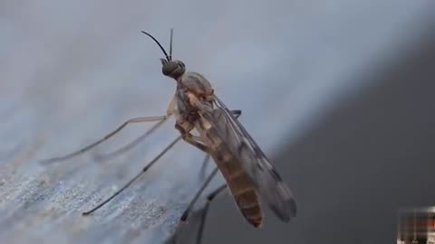 Capture The Moment Of Pooping Small Insects - Funny Animal Video