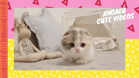 Cute kitten videos. Videos lindos de gatitos