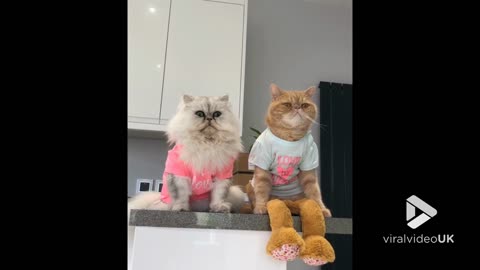 Two cool cats