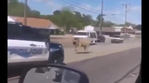 Video of Police Chase A Cow With Very Funny Commentary