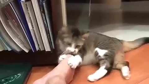 Funny and Cute Cat Videos #286