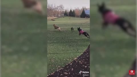 Dog gets tackled at the dog park