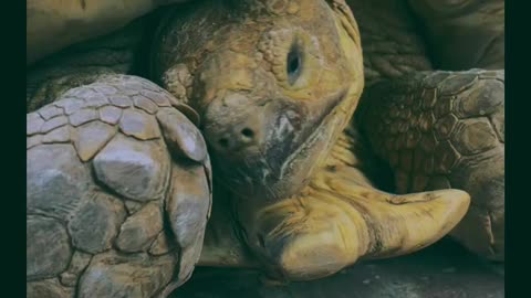 Sammy the Sulcata tortoise