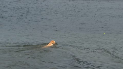 Dog Chasing After Tennis Ball