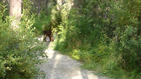 Bear on a Trail