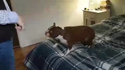 Funny boston terrier tries to shortcut the trick for his treat. Reach for the sky..........