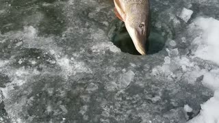 36" northern pike , Montana