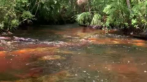 Florida Rivers