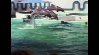 Dolphin Show At Marineland, Florida 1976 [No Sound]
