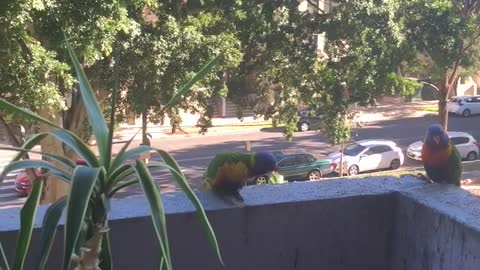 The Parrots came very Often to Visit Me