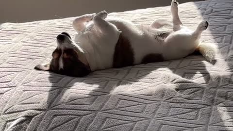 Dog utterly relaxed as it sunbathes on owner's bed