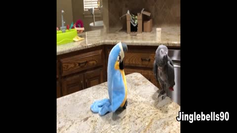 Parrot Talking