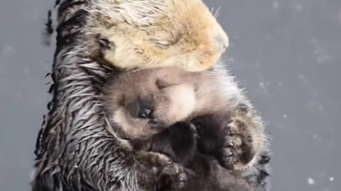 1 day old sea otter trying to sleep on mom #shorts #shortvideo #video #virals #videoviral