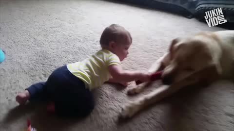 Cute Baby and Dogs Compilations