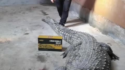 Feeding Crocodile at Farm