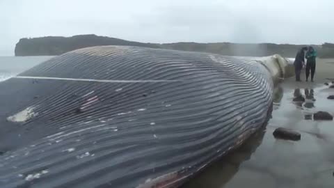 Biggest whale on the beach