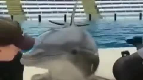 Dolphin I love you kissing trick