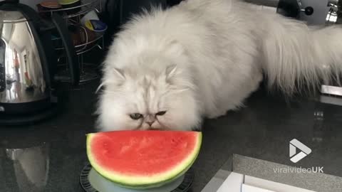 Cat munching a watermelon