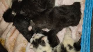 little Kittens just born