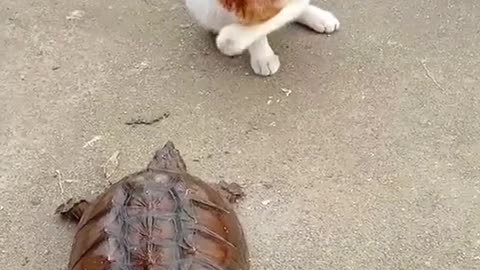 Tortoise kicks cat angrily