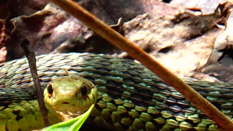 Garter Snake