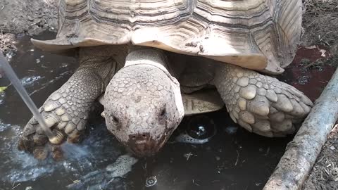 🐢 Refilling Tonka's Mud Wallow