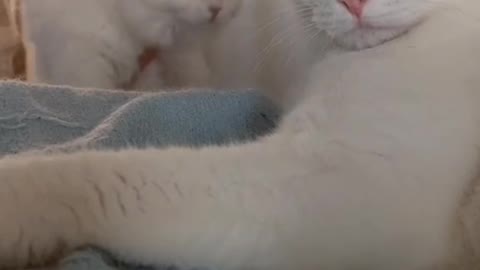 cute cat video