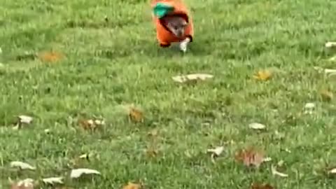 Puppy hilariously prances at the park in his Halloween costume