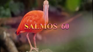 SALMOS 60, 61, 62_Dramatización: M.Guadalupe Correa.