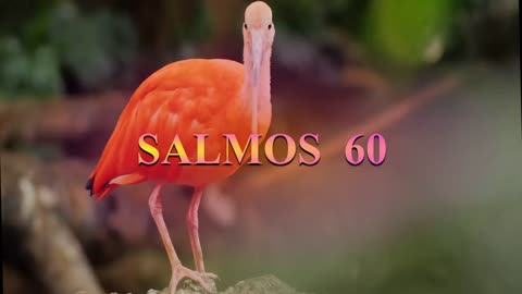 SALMOS 60, 61, 62_Dramatización: M.Guadalupe Correa.